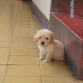 ahi mi perrita, es la mas adorable, se coporta igual que mi perrito doggi jeje :D